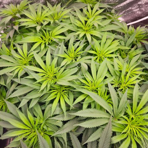 Purple Wreck growlog timeline photo