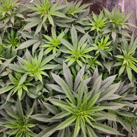 Original Amnesia growlog timeline photo
