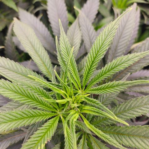 Original Amnesia growlog timeline photo