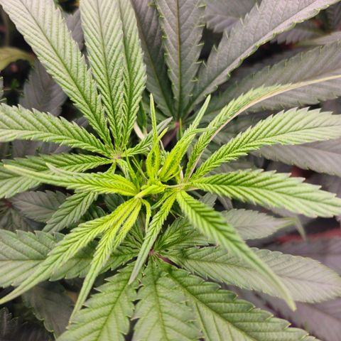 Expert Mac1 growlog timeline photo