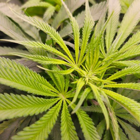 Purple Wreck growlog timeline photo