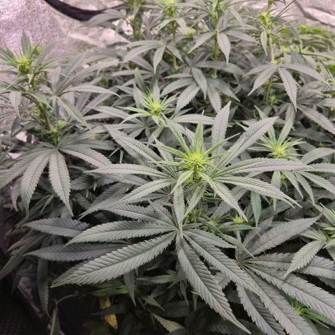 Expert Mac1 growlog timeline photo
