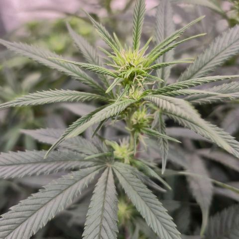 Expert Mac1 growlog timeline photo