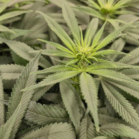 Purple Wreck growlog timeline photo