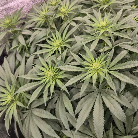 Purple Wreck growlog timeline photo