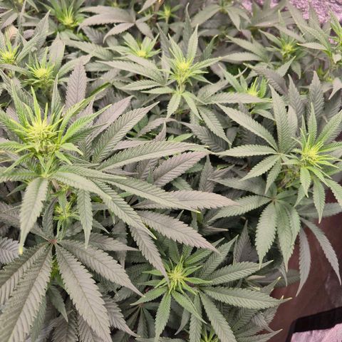 Original Amnesia growlog timeline photo