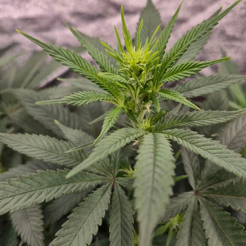 Original Amnesia growlog timeline photo
