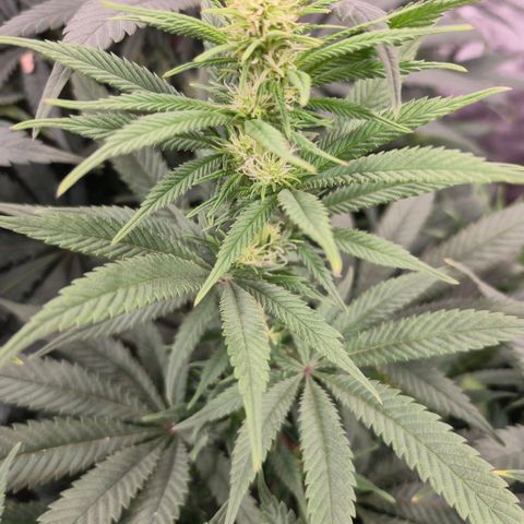Expert Mac1 growlog timeline photo