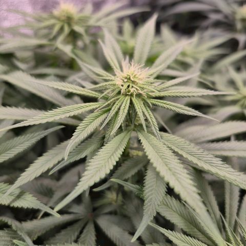 Purple Wreck growlog timeline photo