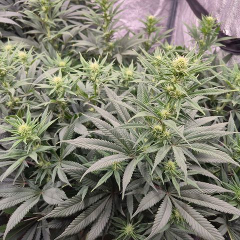 Original Amnesia growlog timeline photo