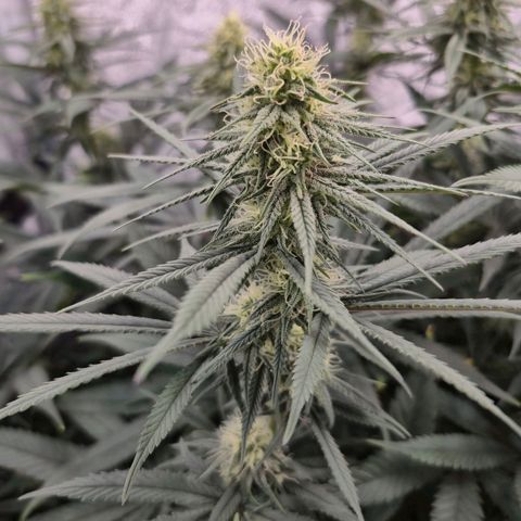 Expert Mac1 growlog timeline photo