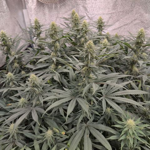 Expert Mac1 growlog timeline photo