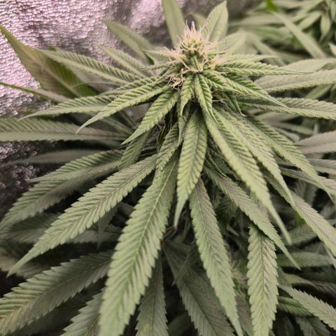 Purple Wreck growlog timeline photo