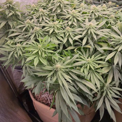 Purple Wreck growlog timeline photo