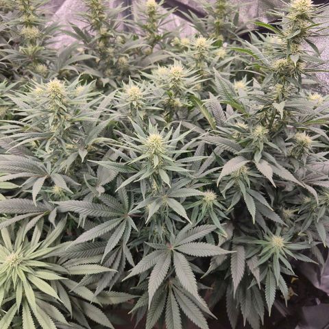 Original Amnesia growlog timeline photo