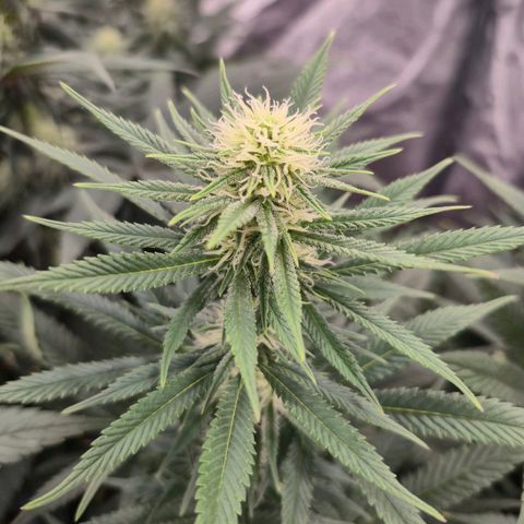 Original Amnesia growlog timeline photo