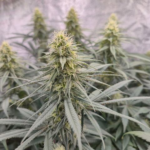 Expert Mac1 growlog timeline photo