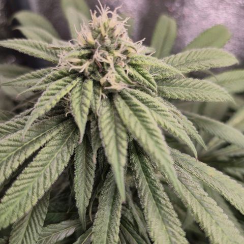 Purple Wreck growlog timeline photo