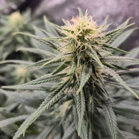 Original Amnesia growlog timeline photo