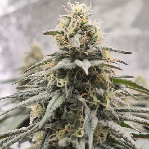 Expert Mac1 growlog timeline photo