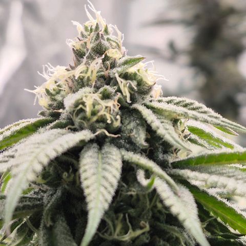 Purple Wreck growlog timeline photo