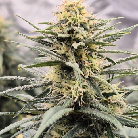 Original Amnesia growlog timeline photo