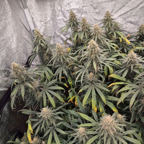 Expert Mac1 growlog timeline photo
