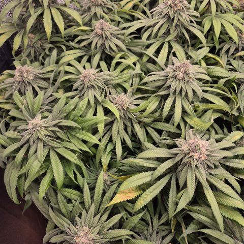 Purple Wreck growlog timeline photo