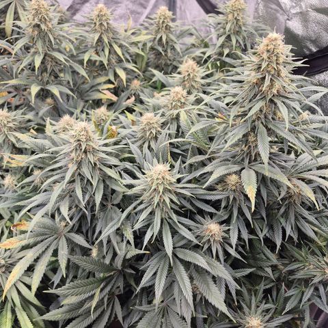 Original Amnesia growlog timeline photo