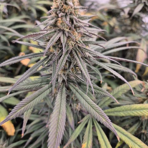 Expert Mac1 growlog photo: Leaves turning purple from serrations in, dense, fairly frosty, orange pistils, 