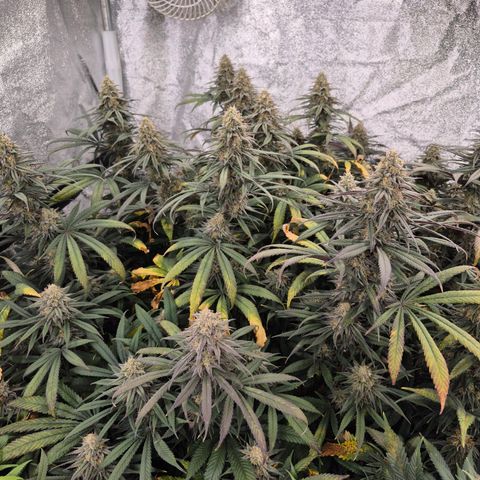 Expert Mac1 growlog photo: Leaves turning purple from serrations in, dense, fairly frosty, orange pistils, 