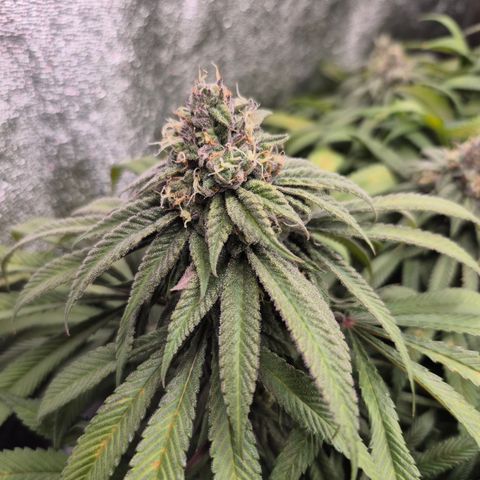 Purple Wreck growlog photo: Sugar leaves and tips of buds turning purple, smells of sweer grape, 