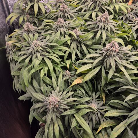 Purple Wreck growlog photo: Sugar leaves and tips of buds turning purple, smells of sweer grape, 