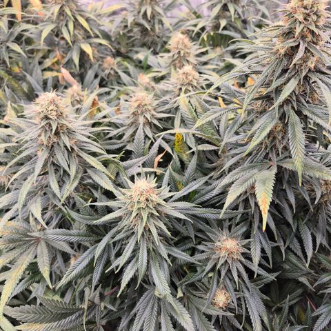 Original Amnesia growlog photo: Bright orange hairs, 