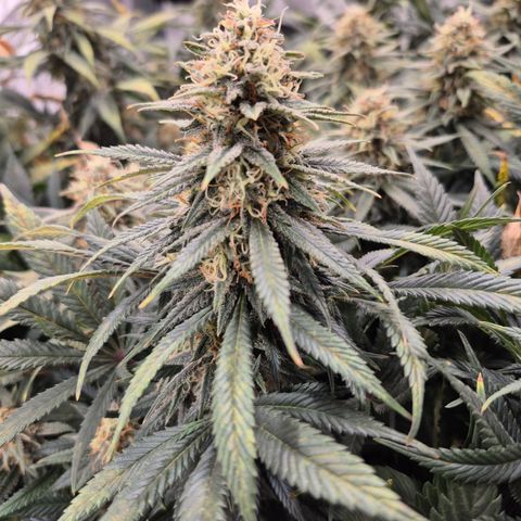 Original Amnesia growlog photo: Bright orange hairs, 