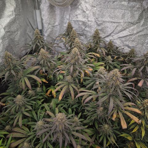 Expert Mac1 growlog timeline photo