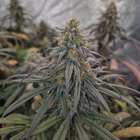 Expert Mac1 growlog timeline photo