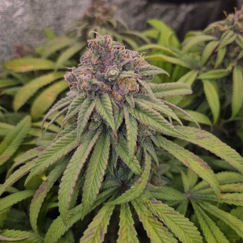 Purple Wreck growlog timeline photo