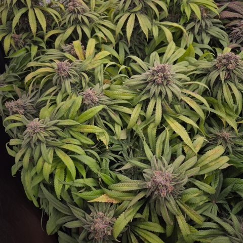Purple Wreck growlog timeline photo