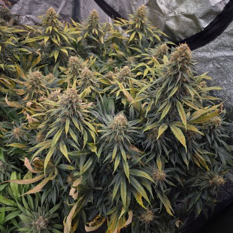 Original Amnesia growlog timeline photo