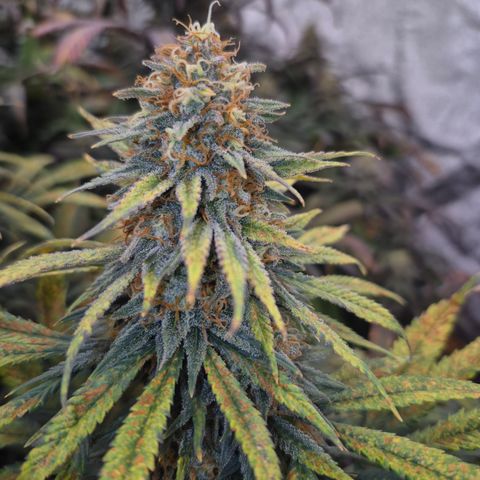 Original Amnesia growlog timeline photo