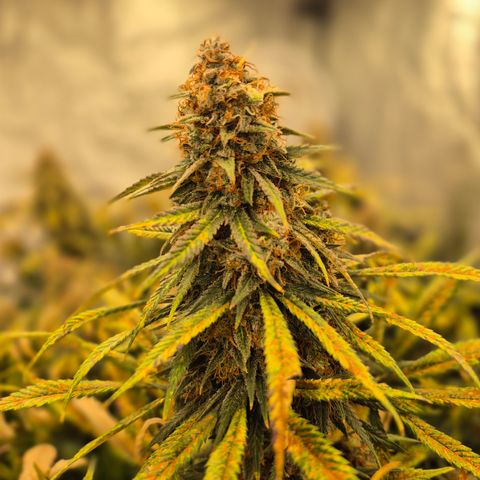 Original Amnesia growlog timeline photo