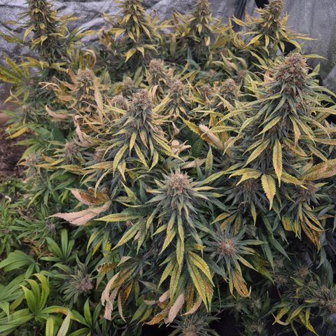 Original Amnesia growlog timeline photo