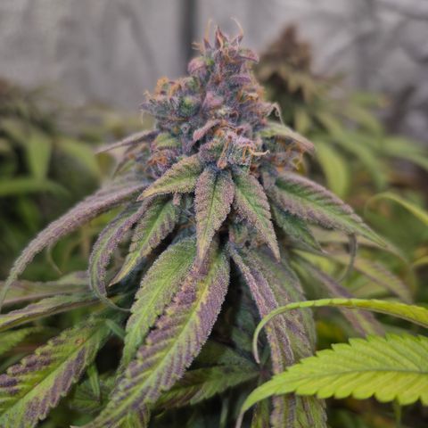 Purple Wreck growlog timeline photo