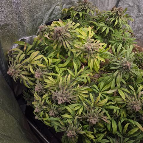 Purple Wreck growlog timeline photo