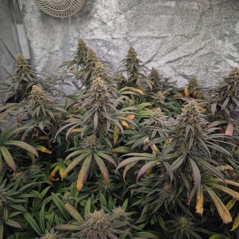 Expert Mac1 growlog timeline photo