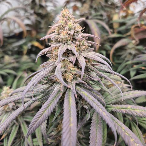 Expert Mac1 growlog timeline photo