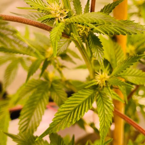 Tropical Thunder  growlog timeline photo