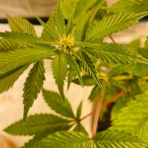 Tropical Thunder  growlog timeline photo