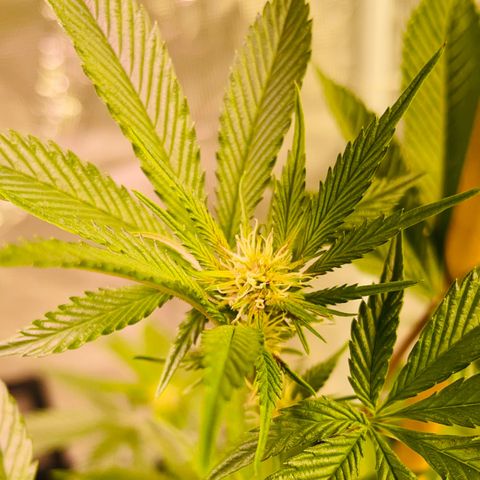 Tropical Thunder  growlog timeline photo